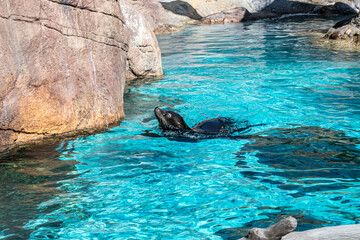 Fototapeta premium A close up as sea lion swims playfully and pokes its head up through the clear water amoung the rocks