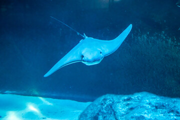 A stingray swimming toward the camera