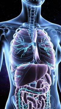 Human Body Internal Organs Anatomy 3D Animation.