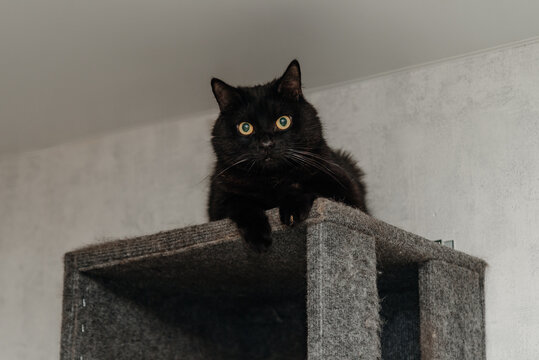 black cat lying on cat shelf attached to wall at home, pet house, pel life, pet care concept