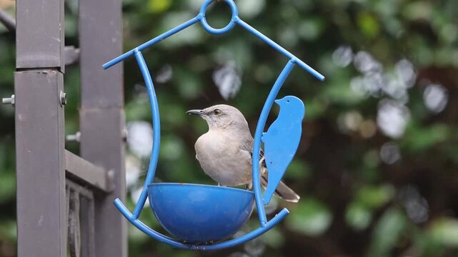Mocking bird eating meal worms on blue cup feeder. 