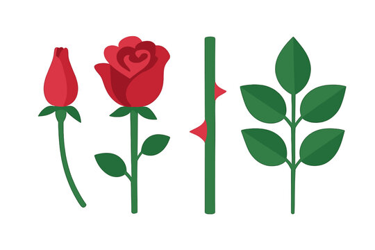 Different stages of a rose plant with bud, blossom, stem, and leaves in a simple design