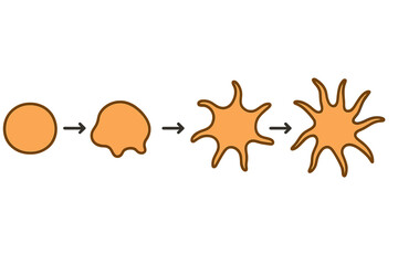 Process of forming an orange shape from a round form through several stages in a simple illustration