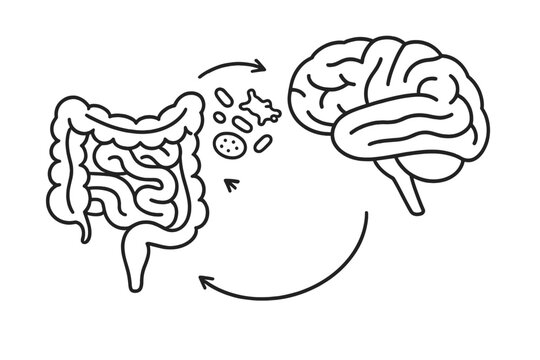 Connection between the brain and gut with arrows showing interaction and movement of bacteria in a simple line drawing