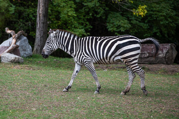 Obraz premium Close up of a zebra running on green grass in front of summer trees and large boulders