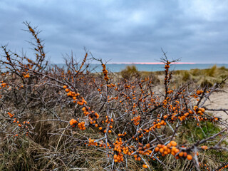 dry grass in the field