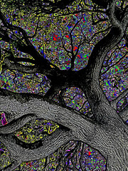 alien textured bark tree limbs