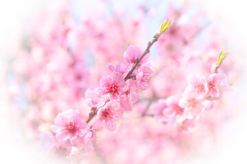 Fototapeta premium blossoms