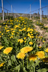 Gelbe L&ouml;wenzahnbl&uuml;ten wachsen zwischen Rebzeilen unter blauem Himmel