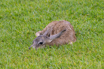 Fototapeta premium Baby Springbok in grass