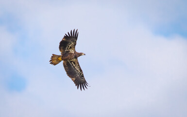 Obraz premium Juvenile Bald Eagle flying over the river at West Point Dam in Alabama.