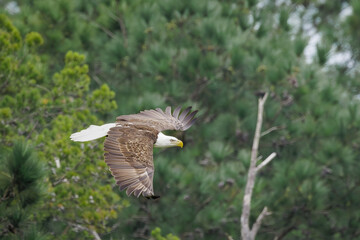 Obraz premium Adult Bald Eagle flying over West Point Dam in Alabama.