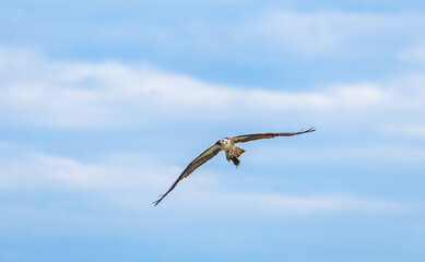Fototapeta premium Osprey fishing eagle flying with fish at West Point Dam in Alabama. 