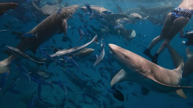 A group of nurse sharks glides in the sea, accompanied by a swarm of fish. The tropical sea environment is rich in biodiversity.