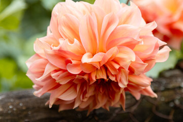 A close-up of a blooming decorative dahlia against a soft, blurred green background, with the layered petals rendered in detail. Natural sunlight emphasizes the texture and volume of the inflorescence