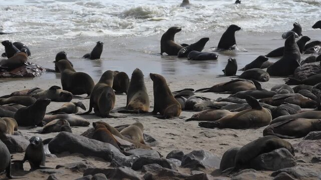 A Cape Colony fur seal enjoys the sea waves at Cape Cross in Namibia.
