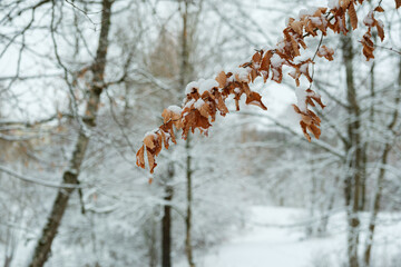 Close-up of a branch with brown oak leaves covered in fresh white snow. Blurred winter forest in the background, emphasis on texture and contrast.