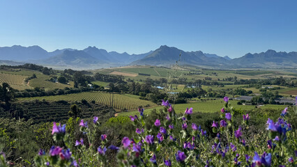 field of flowers with Simonsberg 