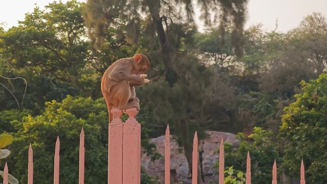 Monkey perched on a fence in India