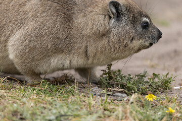 Klippschliefer, Procavia capensis