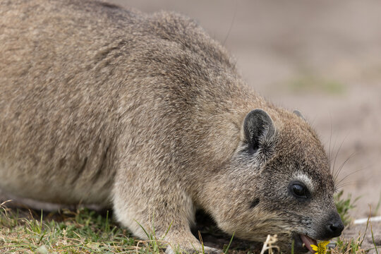 Klippschliefer, Procavia capensis