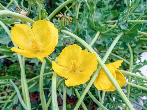 Bright yellow horned poppies Glaucium flavum capture the eye with their sunshine hues and textured stems. A close-up view showcases their delicate beauty