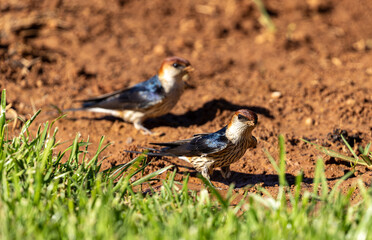greater striped swallow, Cecropis cucullata