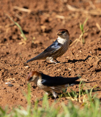 greater striped swallow, Cecropis cucullata