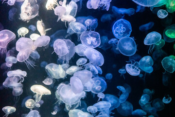 Iilluminated transparent jellyfish in the aquarium © moomusician