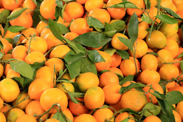 viele Citrusfr&uuml;chte formatf&uuml;llend