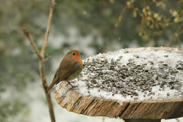 Rotkehlchen am Vogelfutter im Winter
