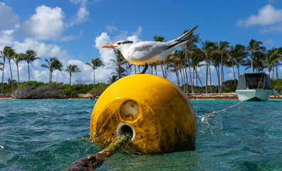 A Royal Tern (Thalasseus maximus) sitting on a buoy in front of beach of Petite Terre islet - Caribbean island Guadeloupe
