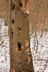 Baumstamm mit sehr vielen Spechtl&ouml;chern