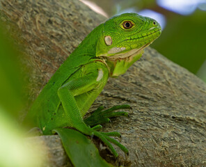 Close-up Portrait view of a Young Lesser Antillean Iguana (Iguana delicatissima) at Petite Terre - Guadeloupe, French Antilles