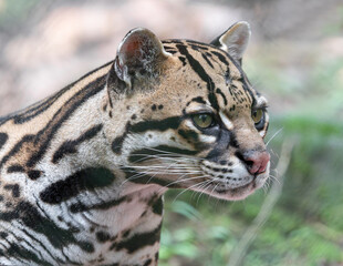 Close-up view of an Ocelot (Leopardus pardalis)