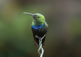 Frontal Close-up view of Hummingbird Green-throated carib (Eulampis holosericeus) at Guadeloupe National Park - Caribbean island Guadeloupe
