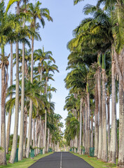 Royal palm alley All&eacute;e Dumanoir near Capesterre-Belle-Eau - Caribbean island Guadeloupe