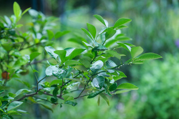 Obraz premium Rain drops on green plant, after rain