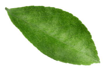 Citrus leaf, lemon, orange, grapefruit, lime, isolated, full depth of field