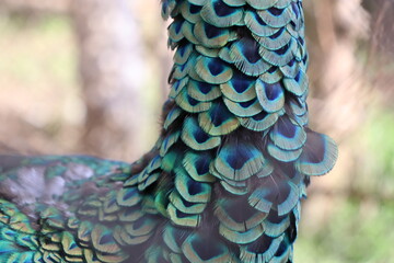 Fototapeta premium 那須ワールドモンキーパーク、那須、栃木県