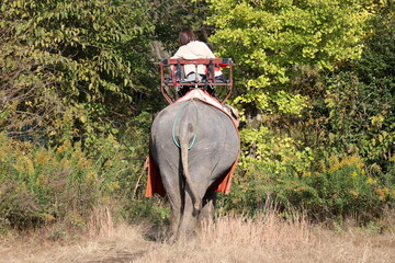 Fototapeta premium 那須ワールドモンキーパーク、那須、栃木県