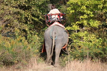 Fototapeta premium 那須ワールドモンキーパーク、那須、栃木県