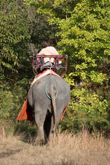 Fototapeta premium 那須ワールドモンキーパーク、那須、栃木県