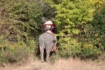Fototapeta premium 那須ワールドモンキーパーク、那須、栃木県