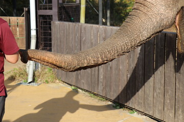 Fototapeta premium 那須ワールドモンキーパーク、那須、栃木県