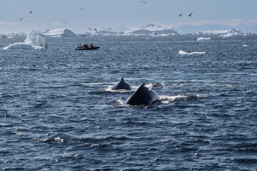 Naklejka premium Humpback Whale Duo with Observation Vessel in the Background