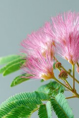 Close-up of fluffy, pink flowers with delicate, feathery stamens, green leaves, pale background