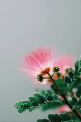 Pink, fluffy flower in full bloom with delicate, feathery stamens, framed by green foliage