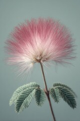 A close-up of a pink powderpuff-like flower, with delicate leaves, on a pale blue backdrop