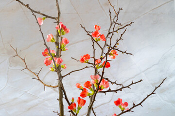 Blaue Traubenhyazinthen im Topf